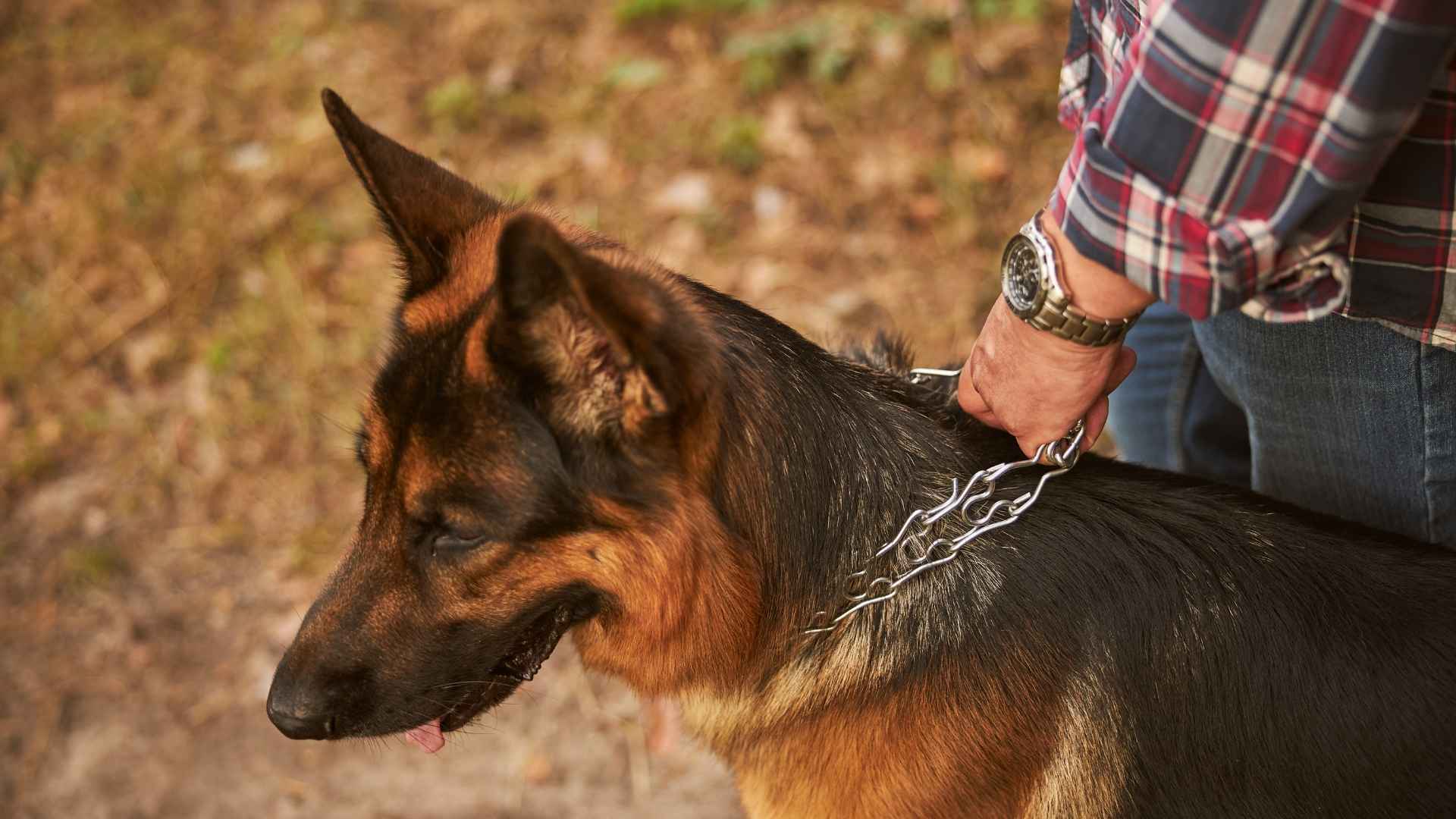 Collar de ahorque en perros reactivos